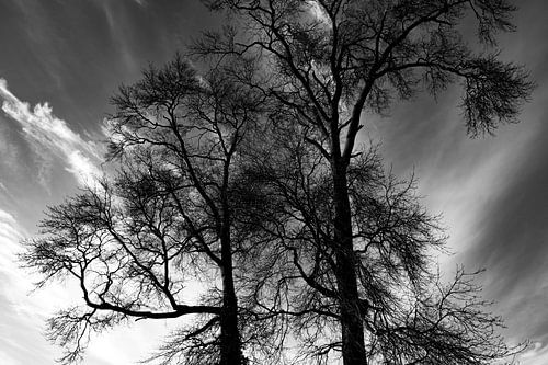 Des arbres en noir et blanc sur un fond dramatique