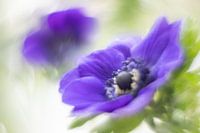 Anemone