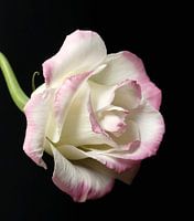 Lisianthus
