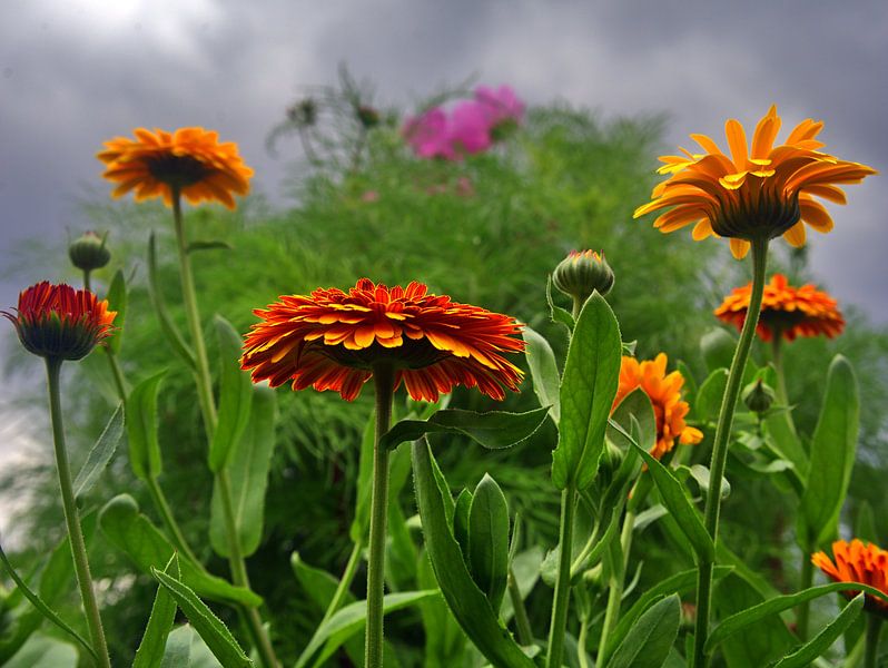 Goudsbloemen 7 van Edgar Schermaul