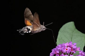 Kolibrievlinder (Macroglossum stellatarum) van Michelle Peeters