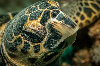 Sea turtle head, Red Sea, Egypt