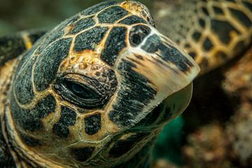 Schildpaddenkop, Rode Zee, Egypte van Travel Tips and Stories