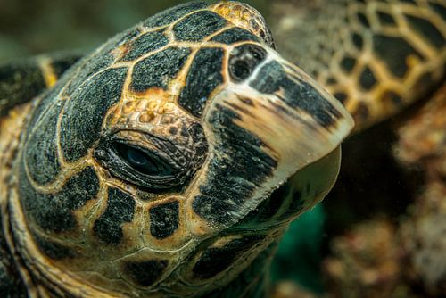La tortue imbriquée, de la mer Rouge, d'Égypte