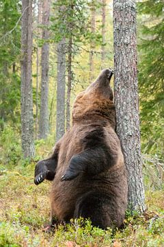 Brown bear, Ursus arctos by Caroline Piek