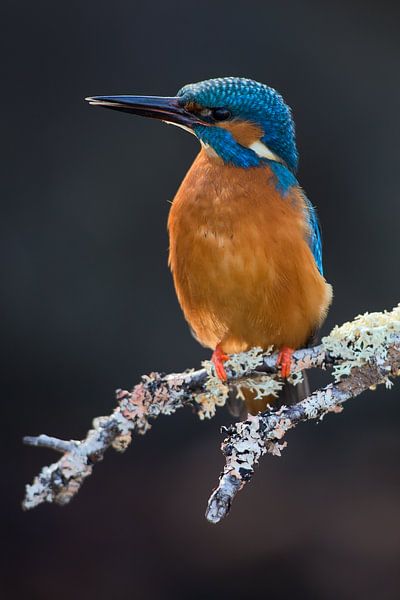 Kingfisher photographed in the Throw by Jeroen Stel