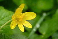 yellow flower