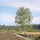 Birch on the Teut by Johan Vanbockryck thumbnail