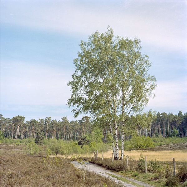 Birch on the Teut by Johan Vanbockryck