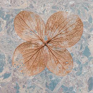 Carré avec une feuille d'hortensia sur Marjolijn van den Berg