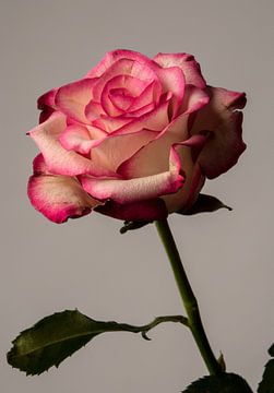 Romantische Roze Roos in Volle Bloei van Ninette