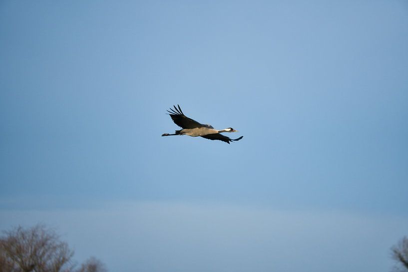 Kraanvogels vliegen in de lucht van Martin Köbsch