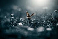 Into the light