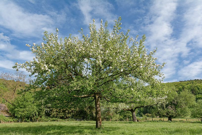 Vruchtenbloesem in het Bergisches Land van Peter Eckert