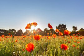 Klatschmohn von Sven-Erik Arndt