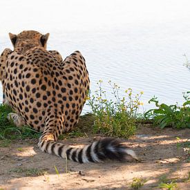 Cheetah lying by the waterside by Miranda Zwijgers