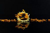 Sonnenblume verwelkt