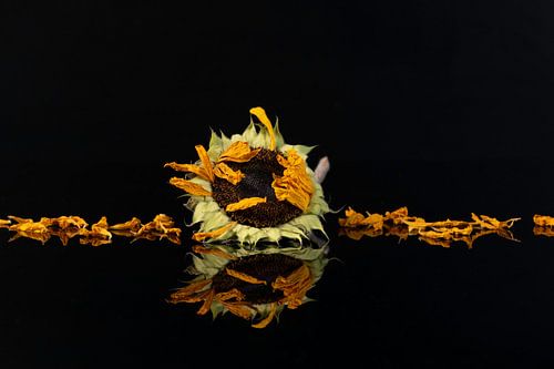 Zonnebloem verdord