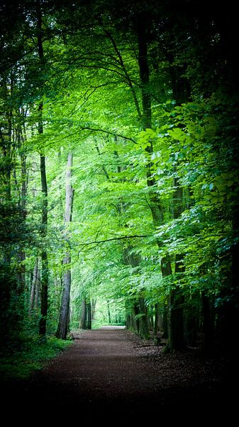 Bospad by Liv ter Riet