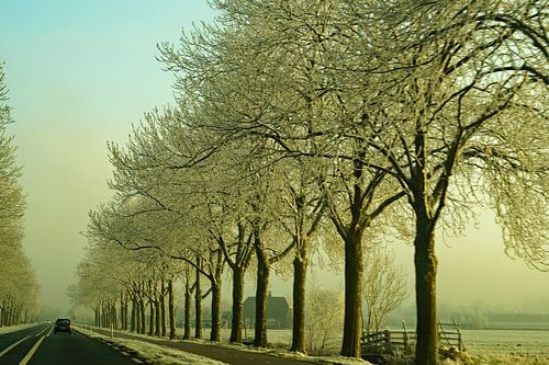 wegdek met bomen in ochtendsneeuw