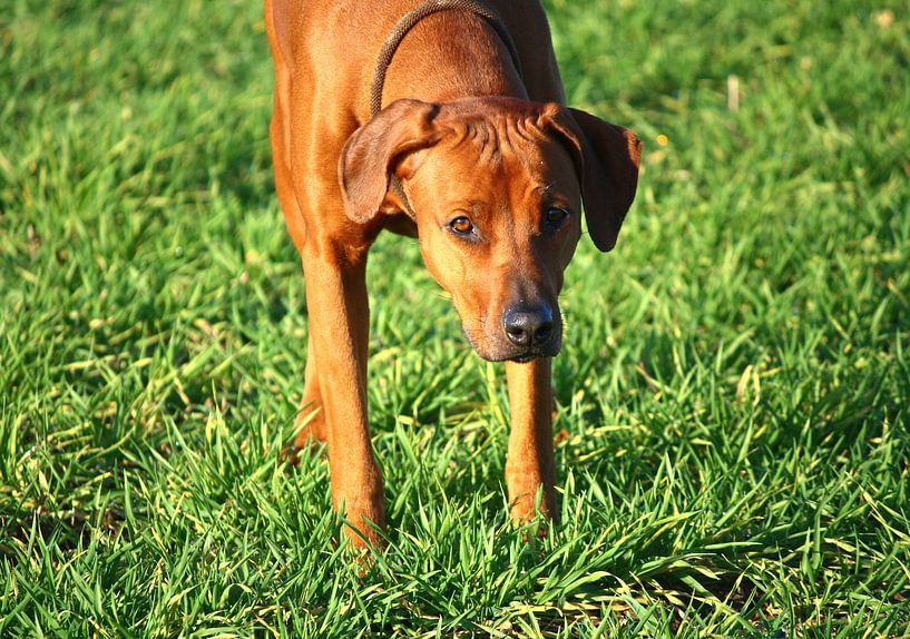 Rhodesian Ridgeback bitch by Dagmar Behrens
