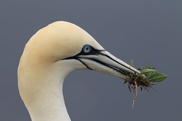 Basstölpel Insel  Helgoland Deutschland von Frank Fichtmüller