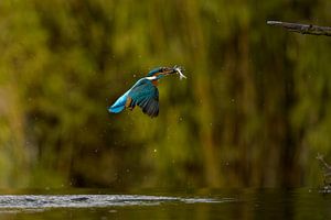 Eisvogel im Flug.