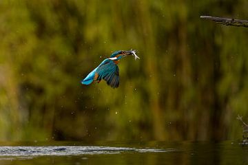 Martin-pêcheur en vol. sur Menno Schaefer