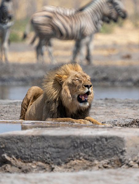 Lion at a waterhole in Namibia, Africa by Patrick Groß