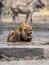Lion at a waterhole in Namibia, Africa by Patrick Groß thumbnail