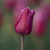 Tulipe sur Liliane Jaspers