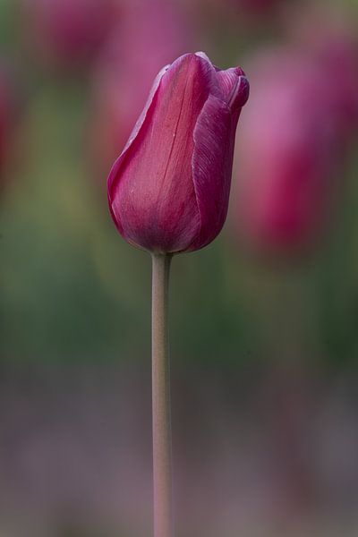 Tulip by Liliane Jaspers