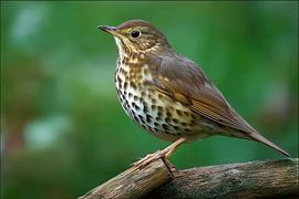 Zanglijster (Turdus philomelos)