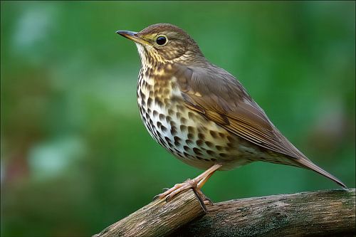 Zanglijster (Turdus philomelos)