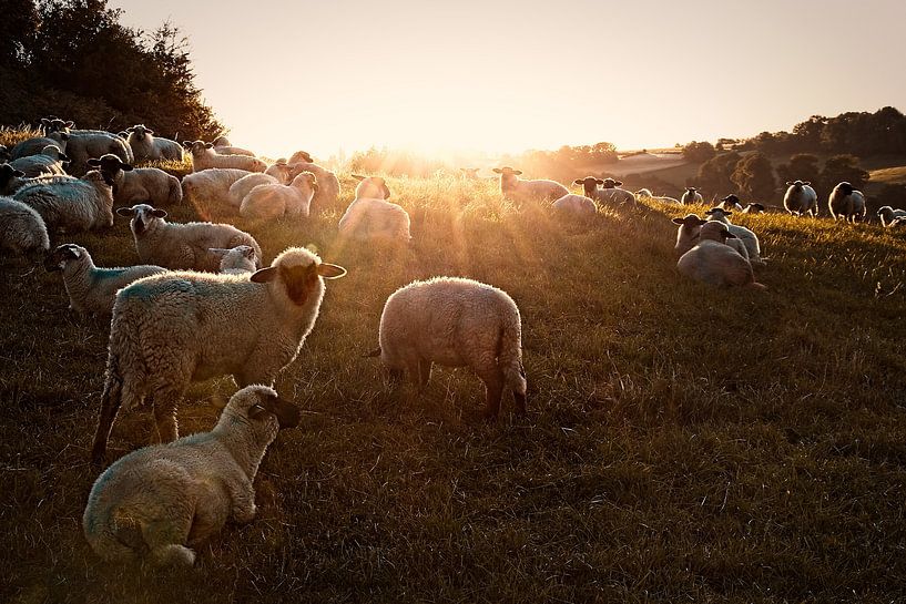 Sheep @ Eyserbos by Rob Boon