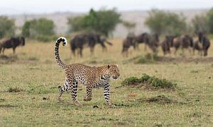 White tail up! van Robert Kok