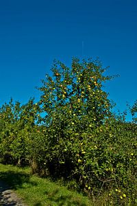der Baum voller Äpfel