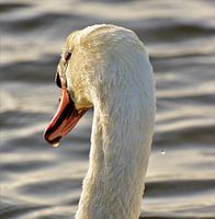 Gros plan sur le cygne