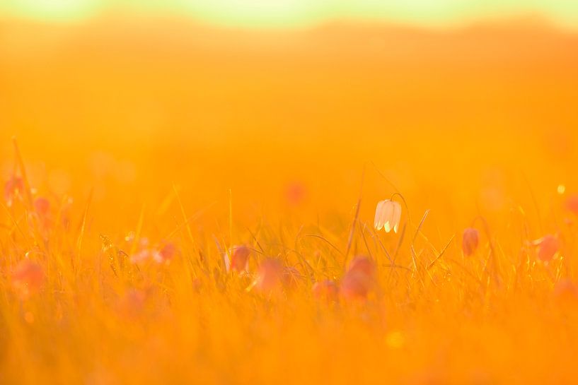 Fritillaria meleagris auf einer Wiese während eines Frühlings-Sonnenaufgangs von Sjoerd van der Wal Fotografie