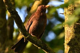 Blackbird on a branch