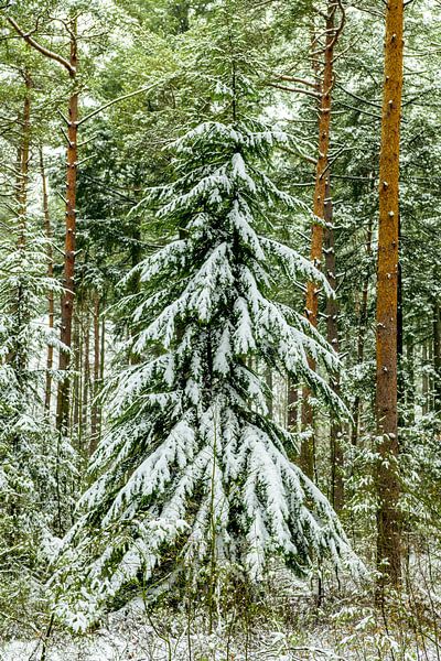 Besneeuwd winter dennenbos tijdens een koude winterdag van Sjoerd van der Wal Fotografie