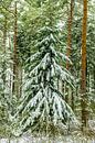Besneeuwd winter dennenbos tijdens een koude winterdag van Sjoerd van der Wal Fotografie thumbnail