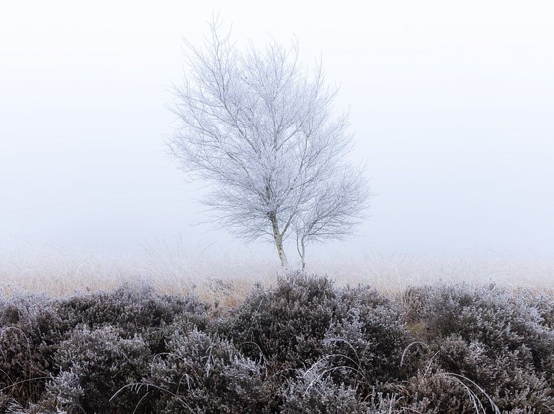 December Frost by Calvin van der Gaag