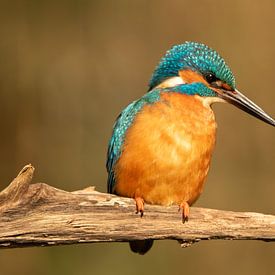 ijsvogel, kingfisher, blauwe flits,symbool van geluk en voorspoed van M. B. fotografie