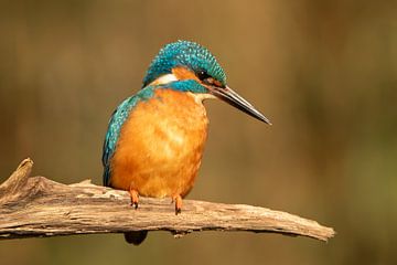 ijsvogel, kingfisher, blauwe flits,symbool van geluk en voorspoed van M. B. fotografie