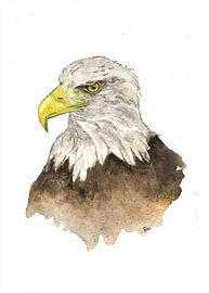 L'aigle - dessin à l'aquarelle sur STUDIOGEE.