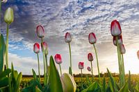 Tulpen bij de ondergaande zon