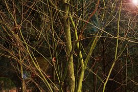Natuur, takken by Inge van Schaick