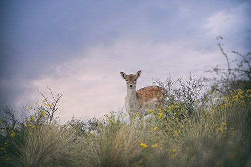 beau cerf dans des dunes colorées