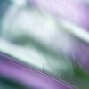Visions fraîches - photo abstraite avec du violet sur Qeimoy